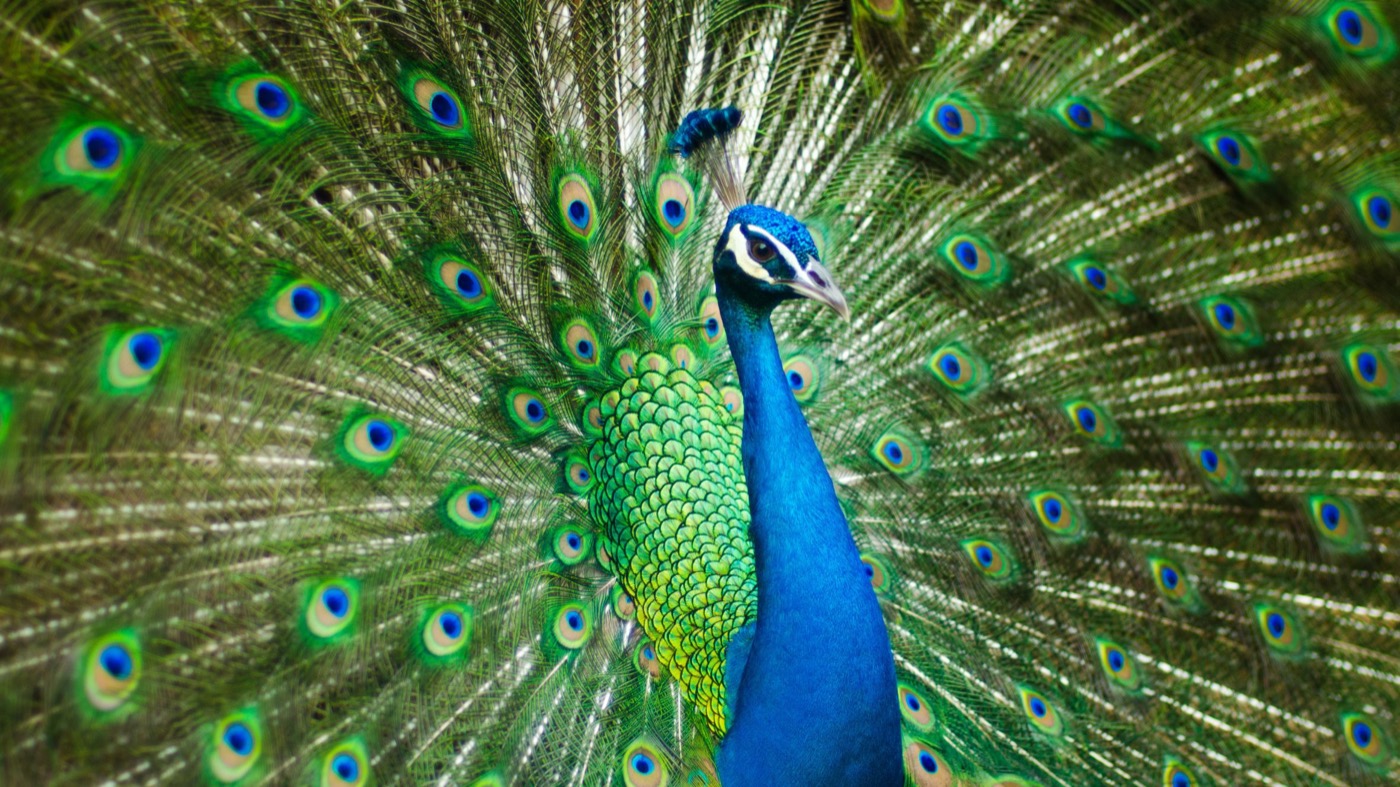Pfau als Wappentier